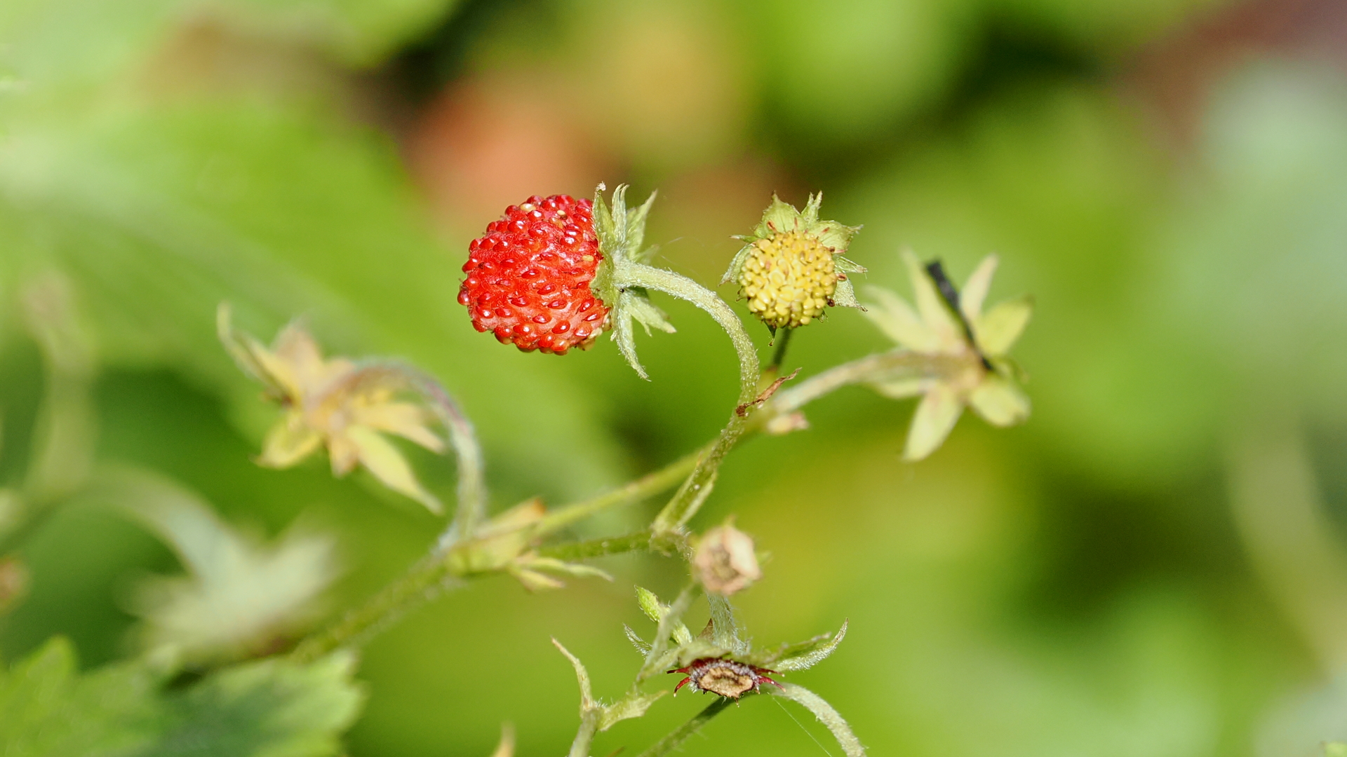 Phot of a single red strawberry fruit growing on green stems with soft greenery backdrop behind